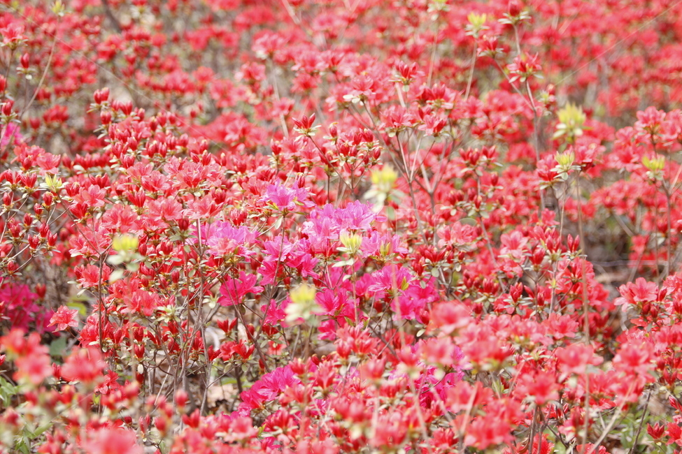 배경,공원,자연,철죽,붉은,spring,flower,봄꽃,축제,화려한,아름다운,우아한,garden,꽃축제,식물,계절,예쁜,꽃,정원,화단