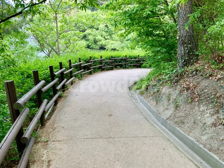 길,초록색,나무,잎,산책