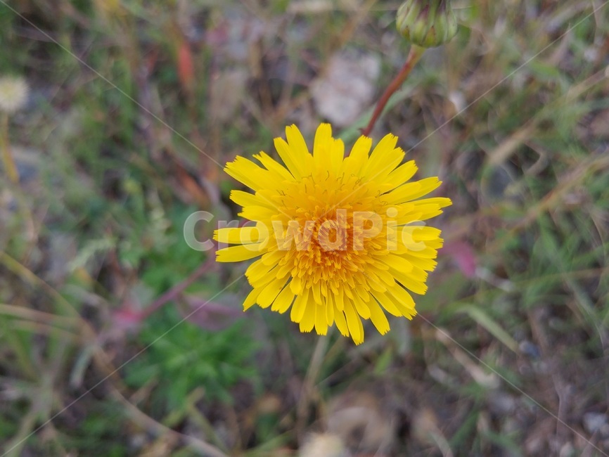 민들레,꽃,식물,자연,봄,식물,자연,plants,nature,꽃,flower