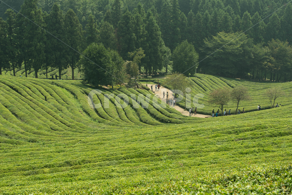보성,녹차밭,다원,대한다원,초록,자연,풍경,nature,landscape,outdoors,옥외,field,들,grassland,목초지,rural,농촌,farm,농장