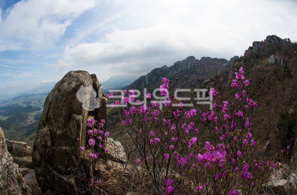 주작산,진달래,바위산,공원,봄,봄꽃,철쭉,강진,덕룡산,식물,자연,plant,아침,새벽,명산,outdoors,옥외,nature,낭떠러지,cliff