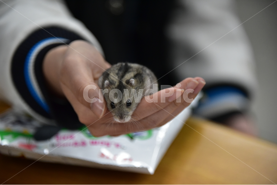 햄스터,동물,애완동물,포유류,펫,귀여움,귀여운,hamsters,mammals,pets,pet,cute,동물,animal,포유류,mammal
