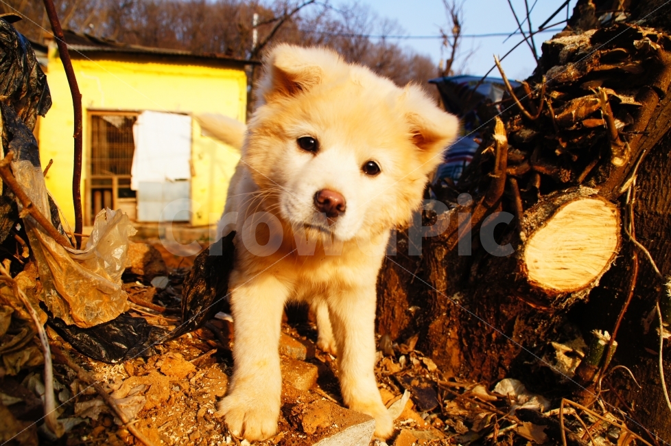 강아지,마을,동네,뒷동산,뒷산,산,언덕,나무,개,동물,시선,동물,animal,개,강아지,dog,doggy,포유류,mammal