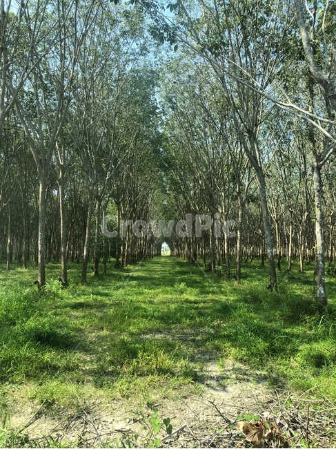 나무,고무나무,숲,식물,tree