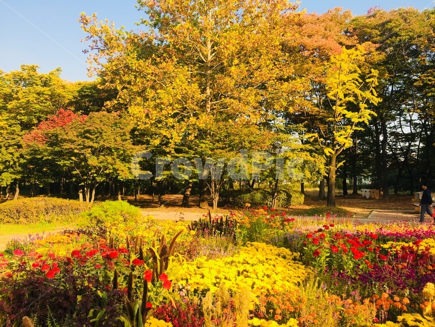 가을,단풍,꽃밭,꽃,양재시민의숲,가을,계절,fall,autumn,season,자연,풍경,nature,landscape,식물,plants,꽃,flower,tree,나무,plant,leaf,잎