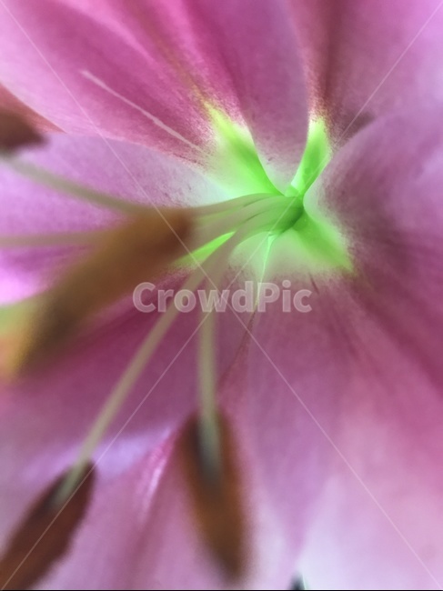 꽃,수술,분홍,꽃안,나팔,꽃내부,클로즈업,식물,자연,plants,nature,꽃,flower