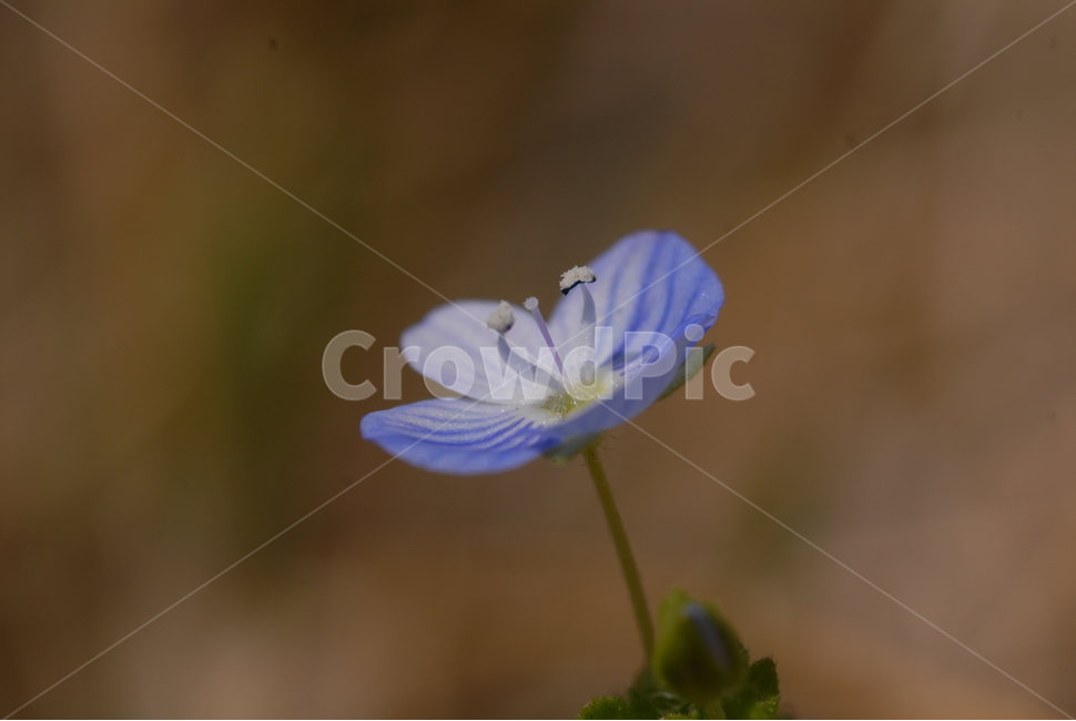꽃,식물,flower,들풀,봄꽃,복주머니풀,보라꽃