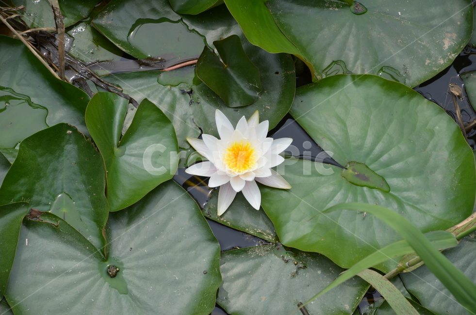 연꽃,수련,꽃,부처,연못,lotusblossom,식물,자연,plants,nature,꽃,flower
