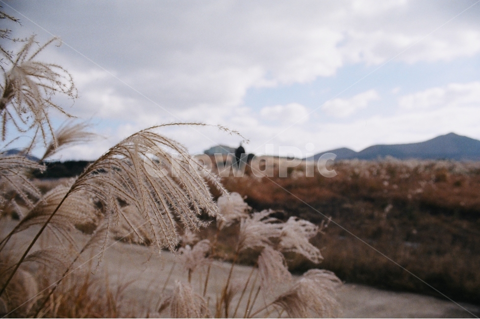 제주도,오름,갈대,풍경,필름카메라,자연,배경,필카,가을,계절,fall,autumn,season,자연,풍경,nature,landscape,grass,잔디,plant,식물,lawn,reed