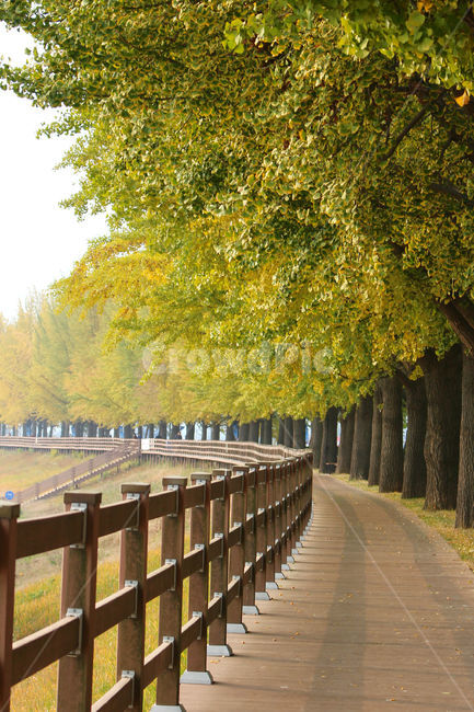 은행나무,길,가을,계절,자연,fall,은행,가을,계절,fall,autumn,season,자연,풍경,nature,landscape