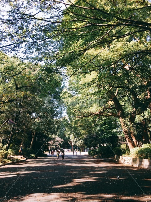 공원,산책,산책로,여유,숲,운동,가로수,자연,풍경,nature,landscape,tree,나무,plant,식물,tree trunk,나무 줄기