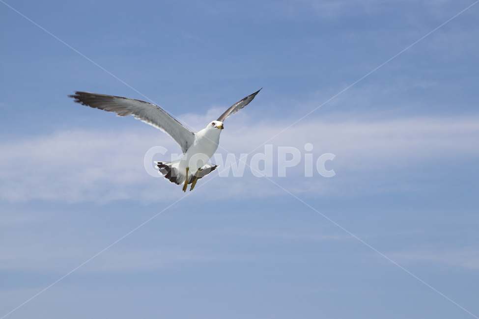 bird,새,animal,동물,seagull,갈매기,동물,animal,조류,새,birds