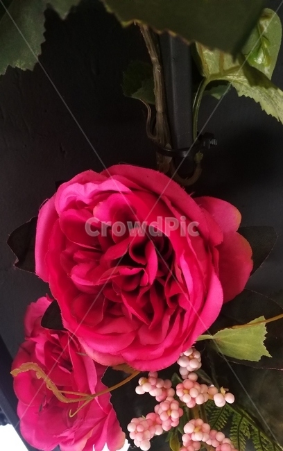 꽃,식물,자연,아름다운,느낌,인테리어,장미,flower,plant,rose,blossom