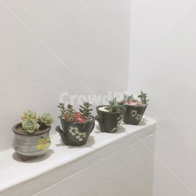 카페,화분,식물,화이트,감성,실내용화초,화분,화초,house plant