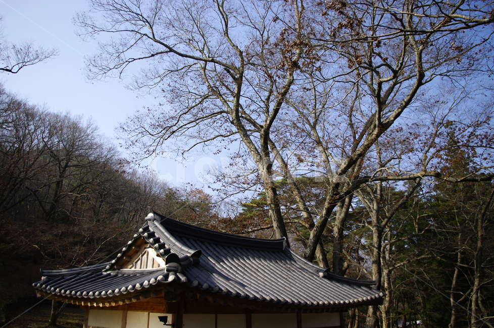 사찰,기와지붕,나무,겨울,전통,한국전통,한국문화,korean traditional,korean culture,건축물,건물외관,exterior,building,structure,architecture,construction