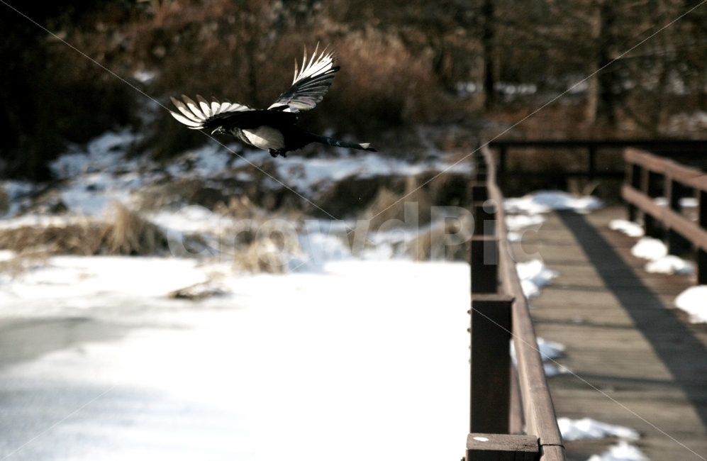 새,까치,날아간다,서울숲,산책길,동물,animal,조류,새,birds