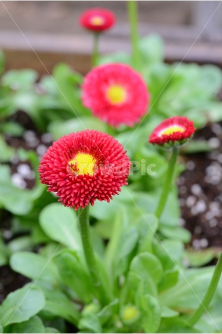 봄,꽃,자연,nature,클로즈업,closeup,데이지,spring,flower,빨강,봄,계절,spring,season,식물,자연,plants,nature,꽃,flower,plant
