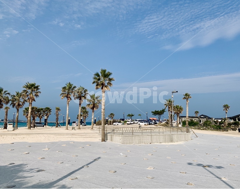 식물,나무,tree,제주,제주도,제주해변,함덕해수욕장,제주함덕해변,제주도바다