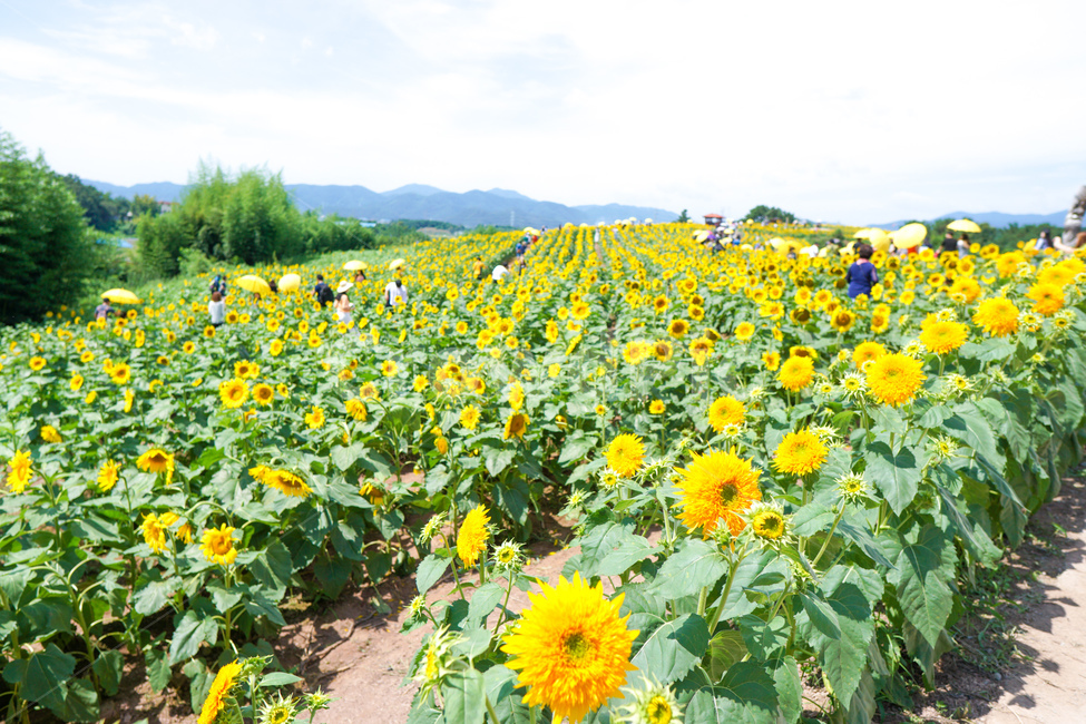 함안,노란꽃,식물,꽃,여름,식물,자연,plants,nature,꽃,flower