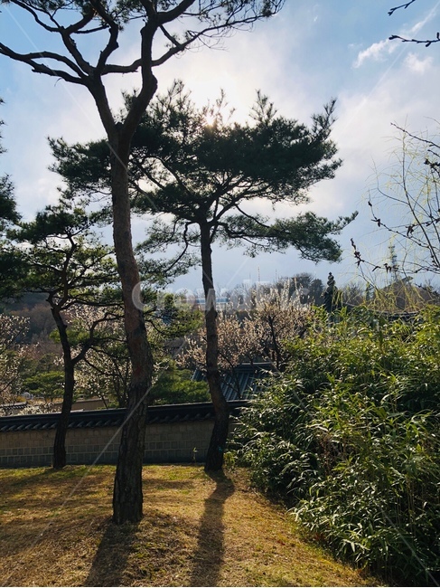 날씨맑음,맑은하늘,벚꽃,자연,숲,하늘,자연,풍경,nature,landscape,tree,나무,plant,식물,tree trunk,나무 줄기