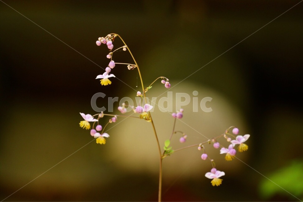 금꿩의다리,식물,길상사,꽃,야생화,flower,temple