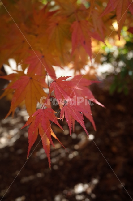 가을,가을감성,단풍,단풍잎,가을단풍,가을,계절,fall,autumn,season,식물,자연,plants,nature,plant,leaf,잎,tree,나무