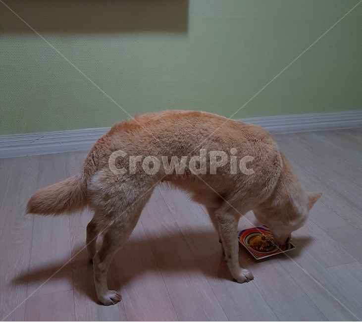 애완견,강아지,dog,petdog,진도개,pet,jindodog,koeradog,한국개,펫독,동물,animal,포유류,mammal,개,강아지,dog,doggy