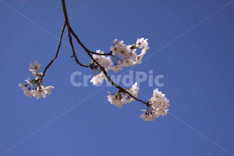 벚꽃,봄,하늘,바탕화면,배경화면,자연,계절,plants,nature,spring,season,flaower,봄,계절,spring,season,식물,자연,plants,nature,꽃,flower,plant,blossom