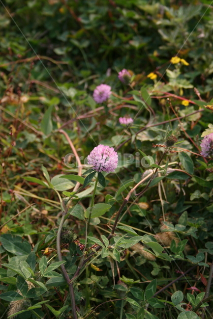 꽃,flower,식물,plant,분홍꽃