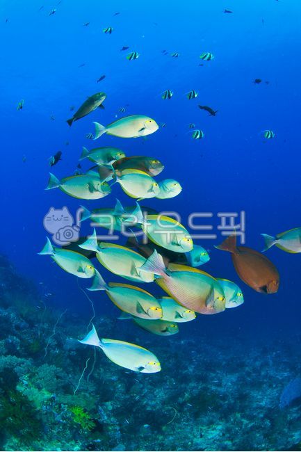 인도네시아,리브어보드,스쿠버다이빙,바다,코모도,해외,비치,핑크비치,해변,수중,산호,열대,열대바다