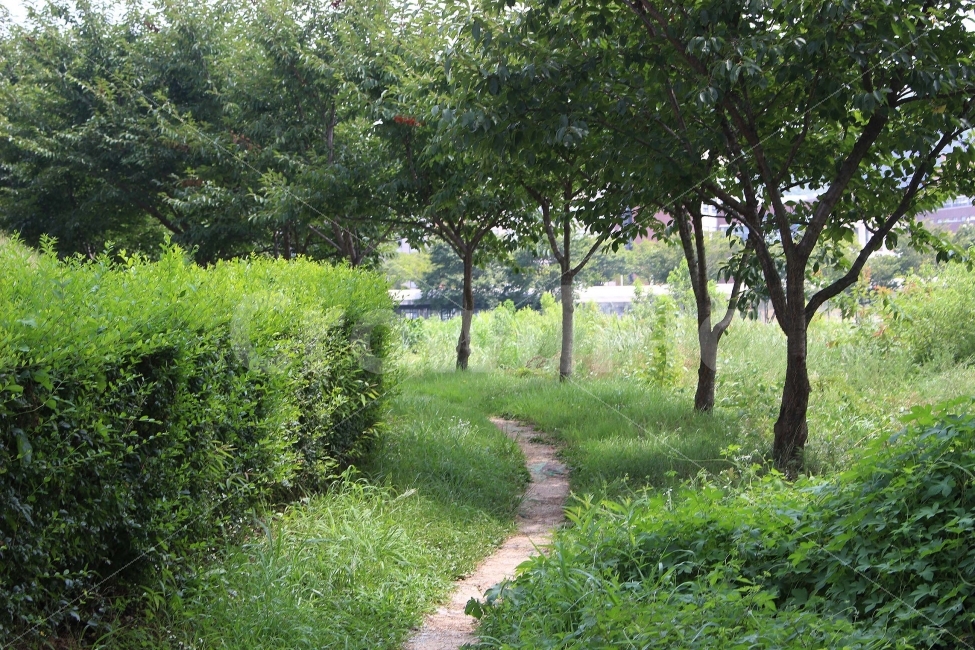 잔디,풀,잡초,초록,초록색,자연,야외,공원,정원,뒷동산,시골,여름,햇살,햇빛,길오솔길,산책,자연,풍경,nature,landscape,plant,식물