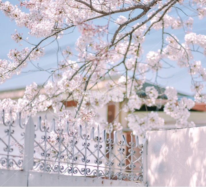 봄,경주,벚나무,벚꽃,봄꽃,동네,봄,계절,spring,season,식물,자연,plants,nature,꽃,flower,감성,sensible,feeling,plant,blossom,cherry blossom