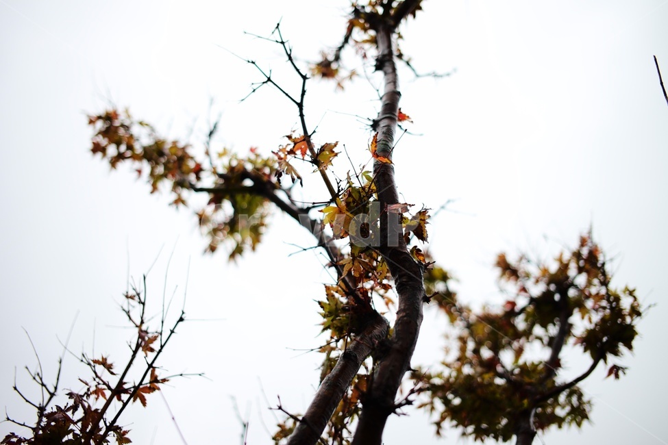 plant,식물,tree,나무,단풍,식물,자연,plants,nature