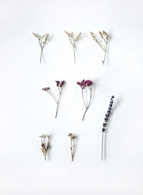 드라이플라워,말린꽃,소품,데코,prop,object,dryflower,decoration,whitebackground,naturalprops,연출,컨셉,콘셉,direction,concept,누끼,remove background