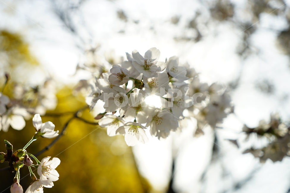 벚꽃,나무,꽃,봄,가지,햇빛,길거리,공원,가로수,봄,계절,spring,season,식물,자연,plants,nature,꽃,flower,휴식,힐링,rest,relaxation,healing,plant,blossom,petal,꽃잎