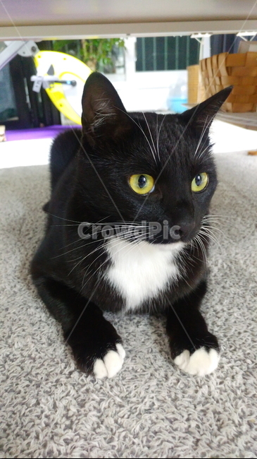 고양이,검정고양이,펫,블랙앤화이트,집고양이,집냥이,냥이,애완동물,동물,animal,포유류,mammal,고양이,cat,kitten,kitty