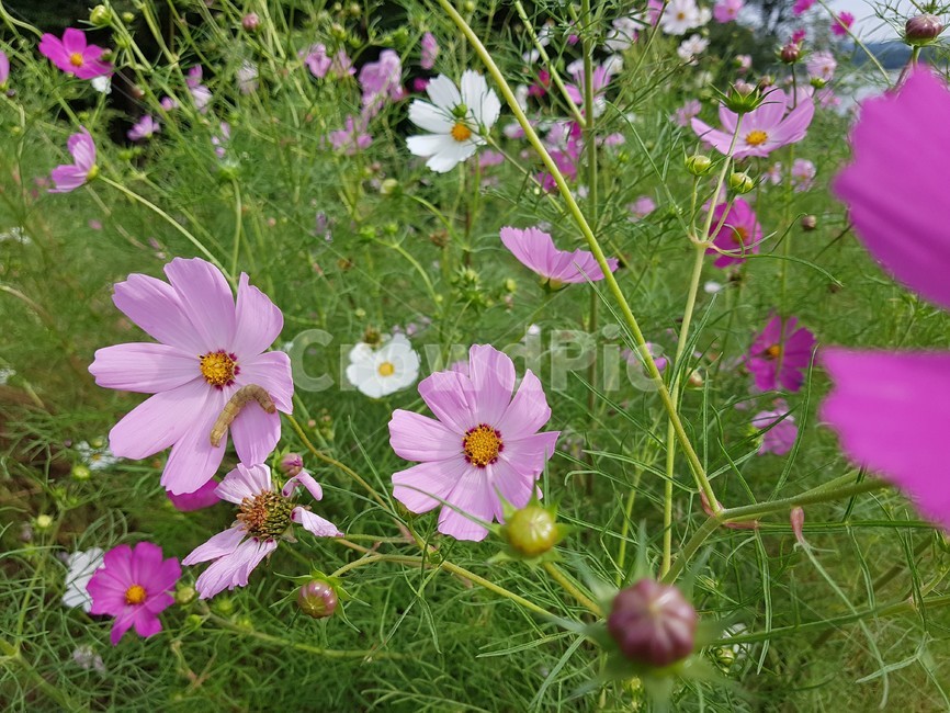 벌,bee,꿀벌,꽃,분홍색,flower,blossom,식물,자연,plants,nature,꽃,flower