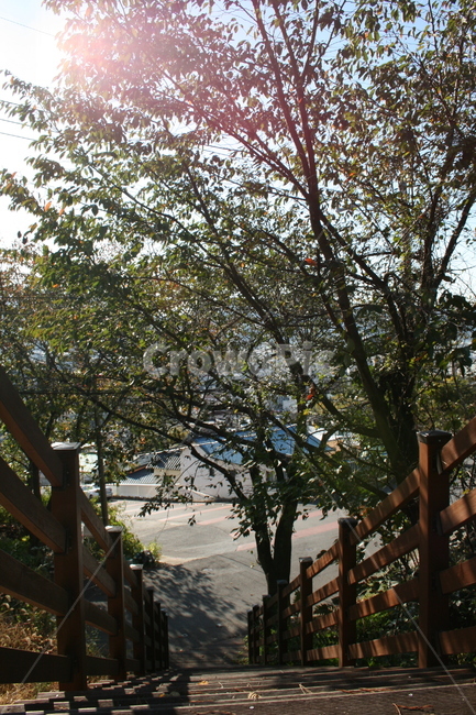산,나무,햇빛,계단,역광