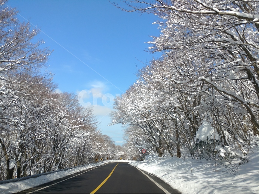 눈길,도로,풍경,눈,제주도,겨울,계절,winter,season,자연,풍경,nature,landscape,교통,교통수단,traffic,transportation,road