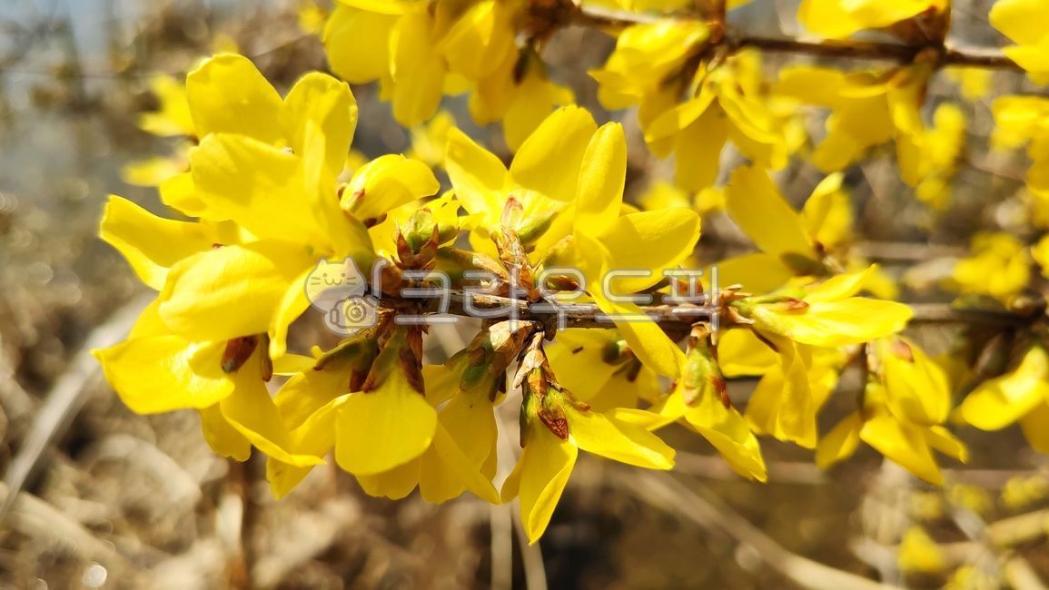 개나리, 노란꽃, forsythia, gaenali, plant, 사진,이미지,일러스트,캘리그라피 - Nkhd0192작가
