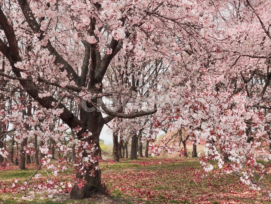 벚꽃,봄,자연,나무,풍경,핑크,따뜻함,봄,계절,spring,season