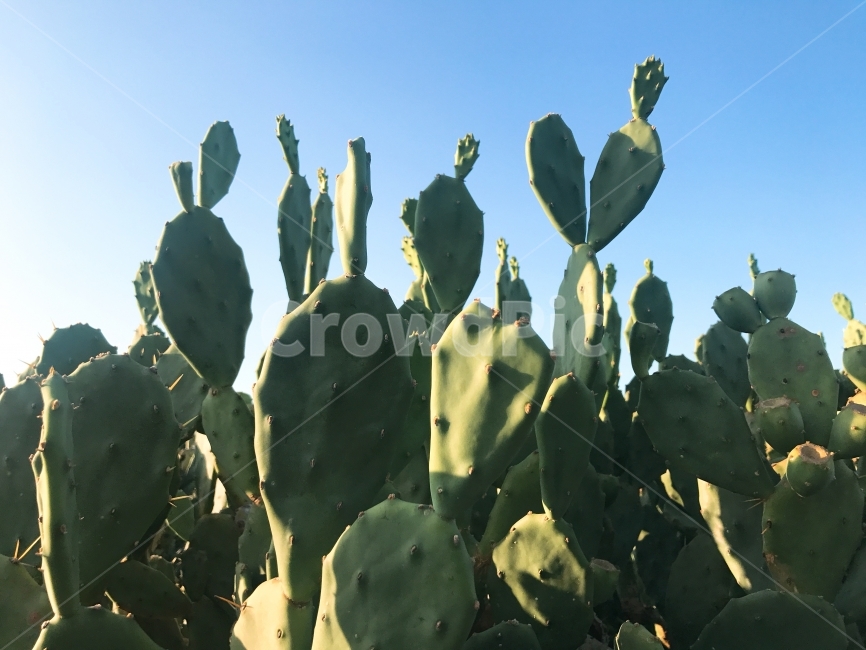 선인장,cactus,다육이,초록색,geen,식물,식물,자연,plants,nature