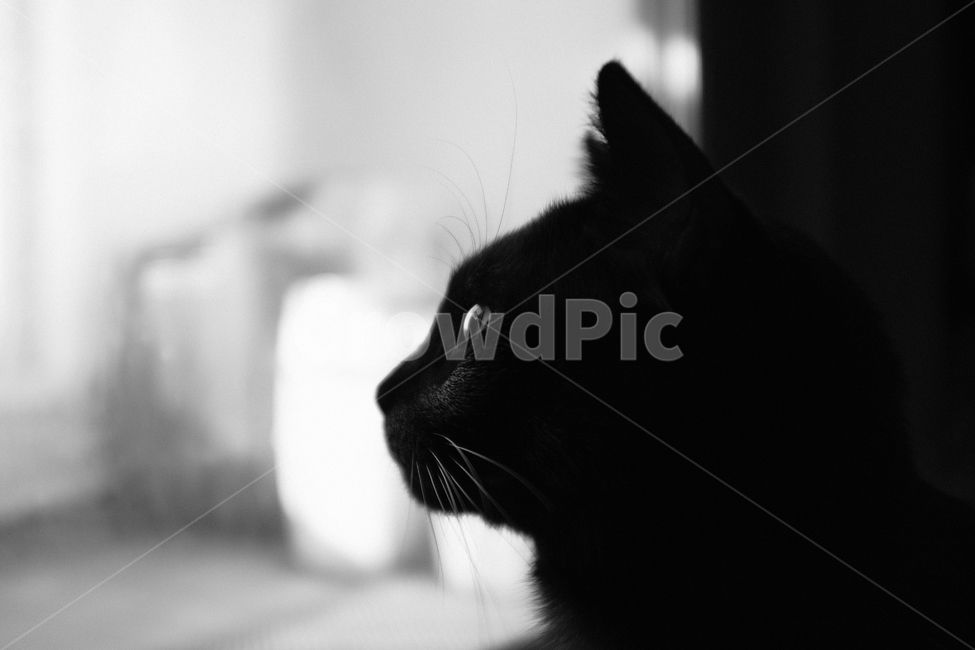 blackcat,검은고양이,pet,애완동물,animal,동물,cat,고양이,mammal,포유류,검은고양이,반려묘,흑백사진,흑백