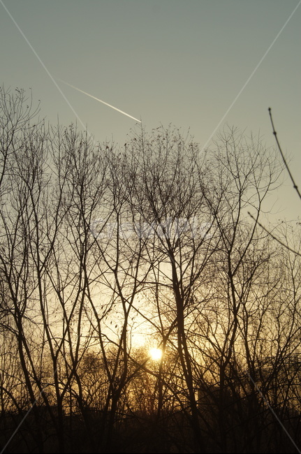 비행기,나무,노을,풍경,하늘,해질녘,자연,풍경,nature,landscape,light,빛,flare,플레어