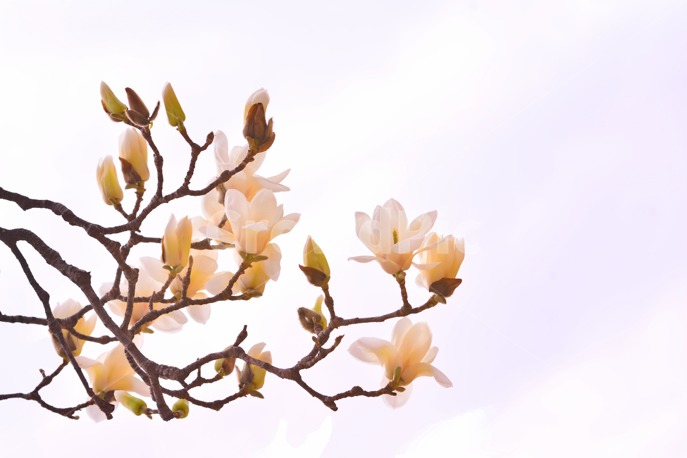 목련꽃,나무꽃,봄꽃,계절,시즌,야외,옥외,식물,꽃,아름다운,plant,blossom,flower,season,outdoor,spring,식물,자연,plants,nature,꽃,flower