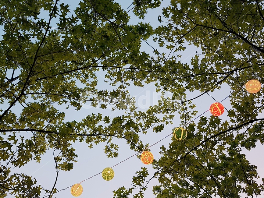 자연,전구,등불,나무,하늘,자연,풍경,nature,landscape,plant,식물,leaf,잎,tree