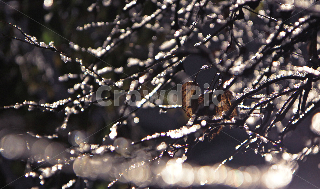 겨울,눈꽃,얼음,겨울나무,겨울풍경,나뭇가지,보케,자연,nature,겨울,계절,winter,season