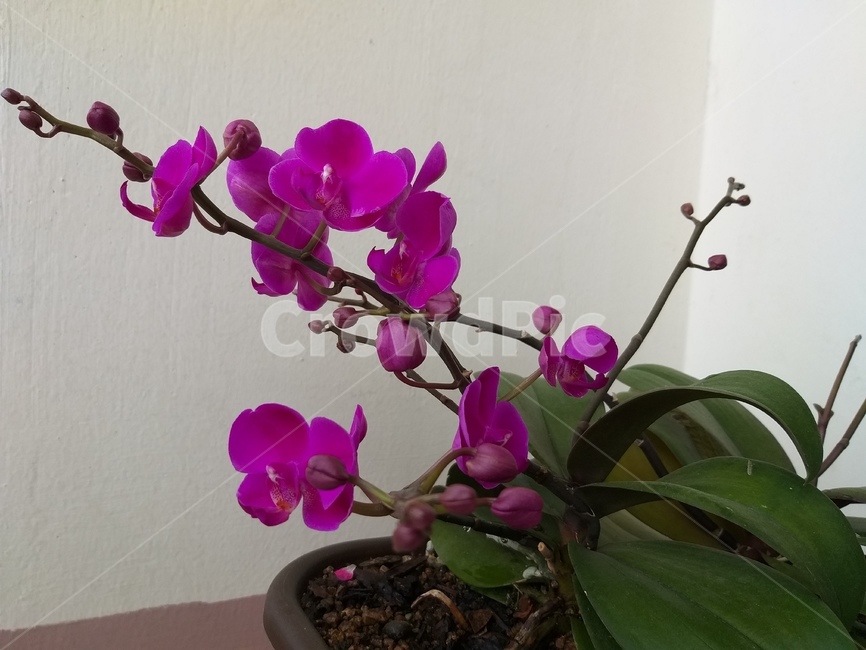 호접란,만년초,자주색꽃,purple,flower,plant