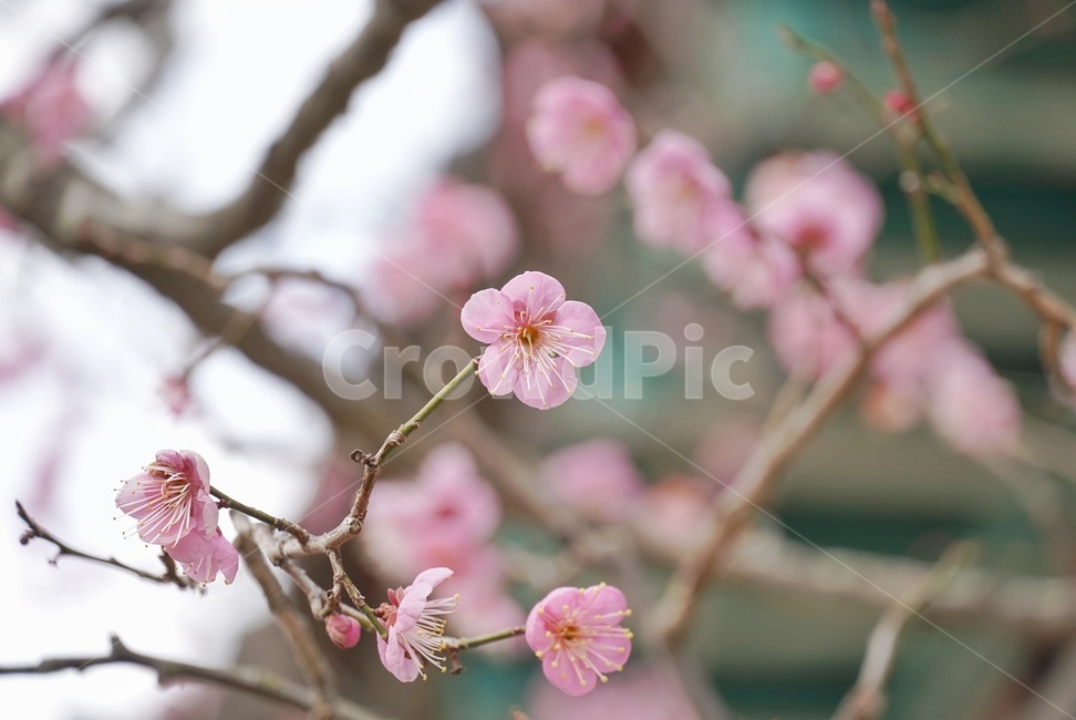 홍매화,꽃,매화,봄,절,나무,식물,자연,plants,nature,꽃,flower
