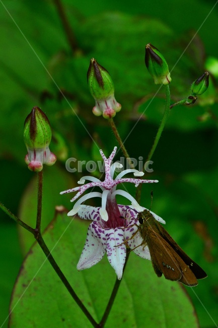 leaf,잎,plant,식물,blossom,flower,꽃,빠꾹나리,뻐꾹나리꽃